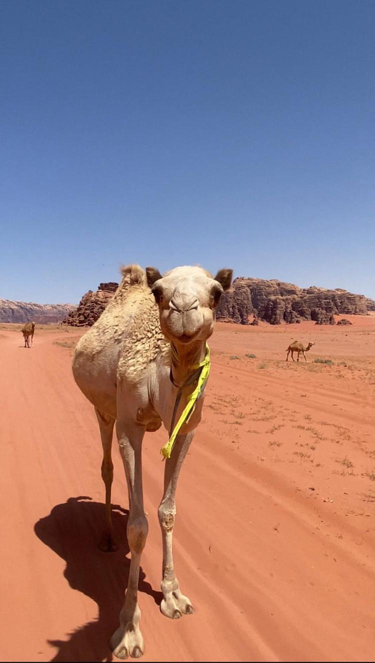Wadi Rum Bedouin Heart Camp エクステリア 写真