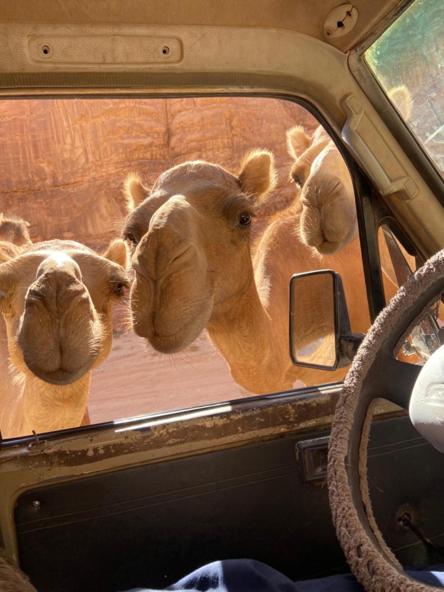 Wadi Rum Bedouin Heart Camp エクステリア 写真